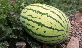 宁夏网红吃瓜视频,揭秘当地美食与风土人情